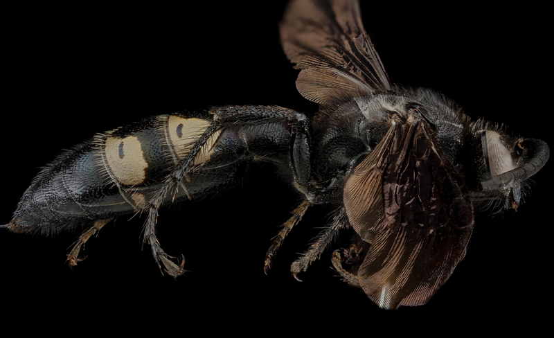 Illustration for article titled Close-Up Bee Portraits Are A Glimpse Into A Gorgeously Weird World